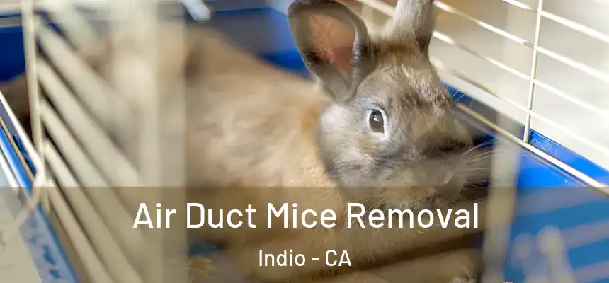  Air Duct Mice Removal Indio - CA